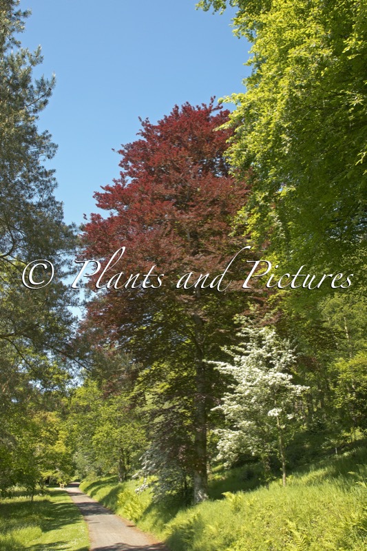 Fagus sylvatica Atropurpurea Group