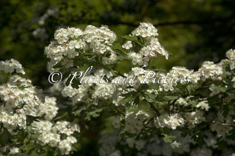 Crataegus monogyna