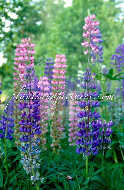 Lupinus polyphyllus