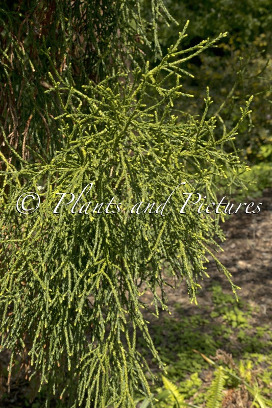 Athrotaxis cupressoides