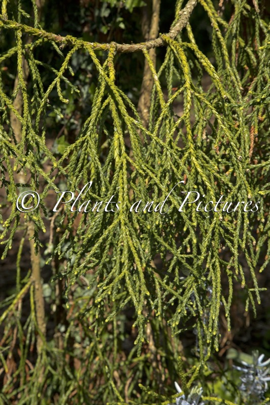 Athrotaxis cupressoides