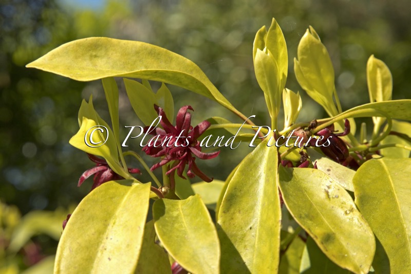 Illicium floridanum