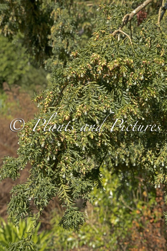 Saxegothaea conspicua