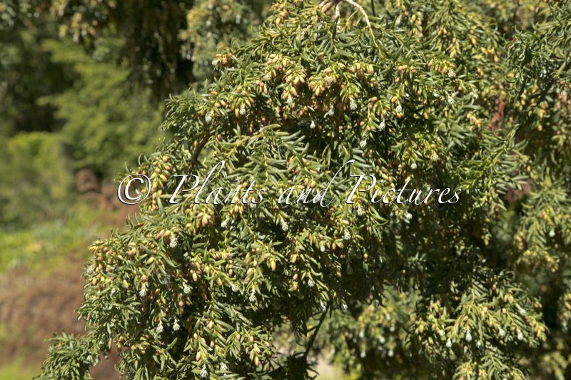 Saxegothaea conspicua