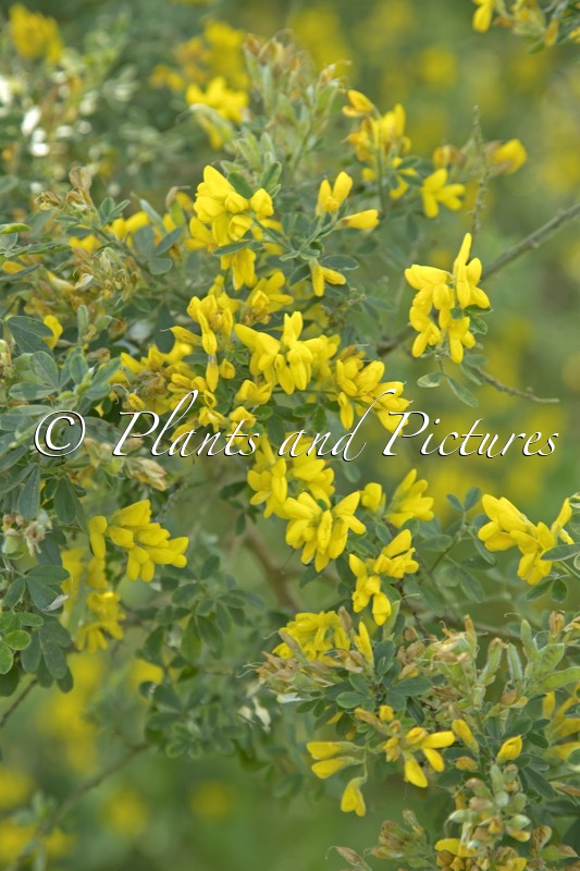 Genista ‘Porlock’
