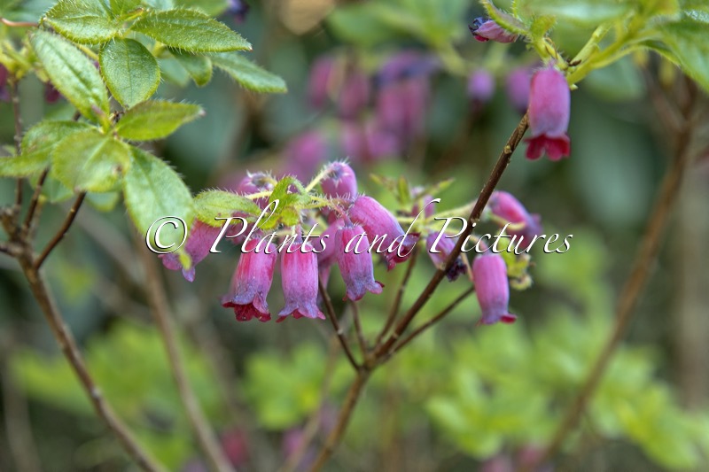 Rhododendron multiflorum var. purpureum