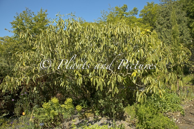 Pittosporum daphniphylloides var. adaphniphylloides