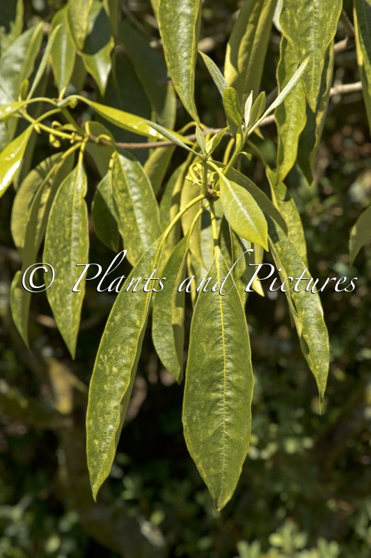 Pittosporum daphniphylloides var. adaphniphylloides