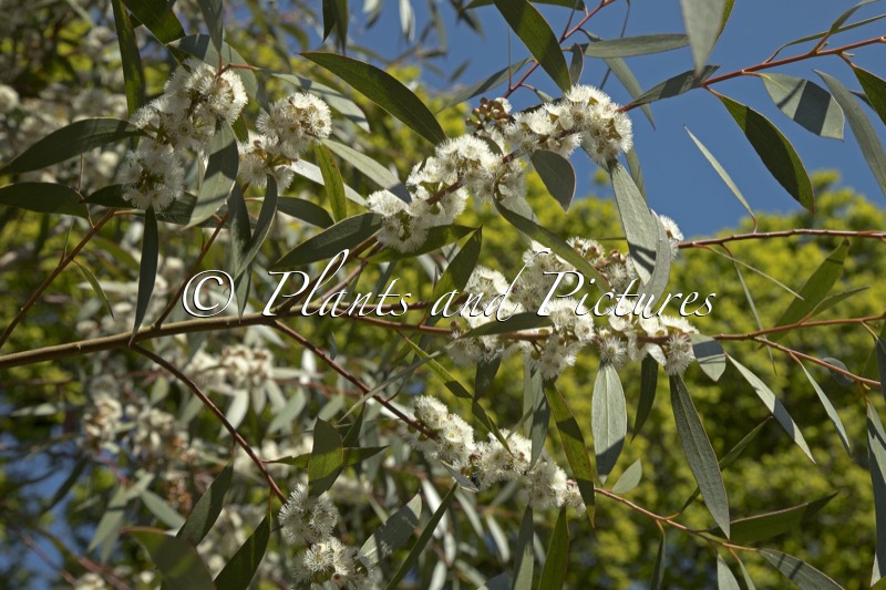 Eucalyptus gregsoniana