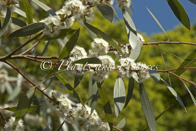 Eucalyptus gregsoniana