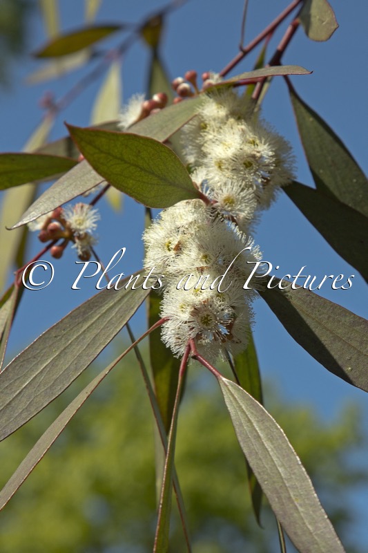 Eucalyptus gregsoniana