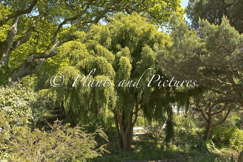 Podocarpus totara ‘Pendulus’