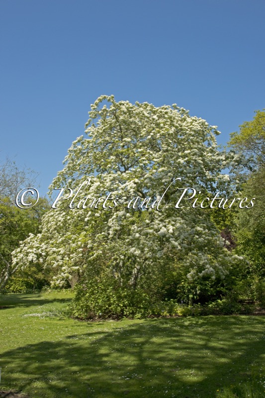 Photinia beauverdiana var. notabilis
