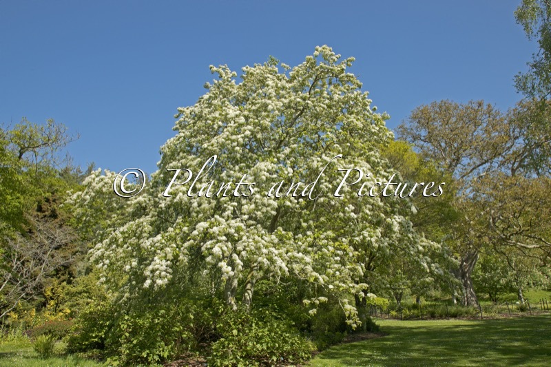 Photinia beauverdiana var. notabilis