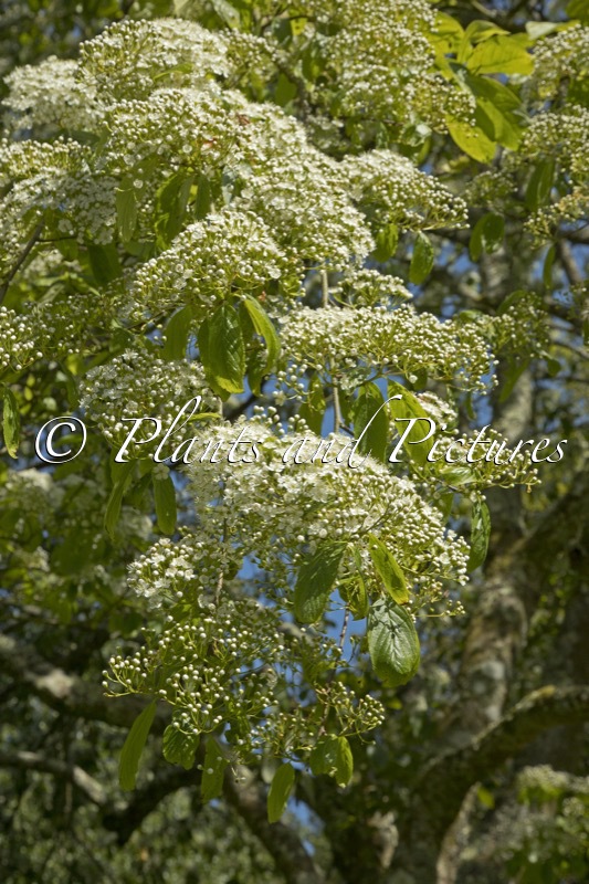 Photinia beauverdiana var. notabilis