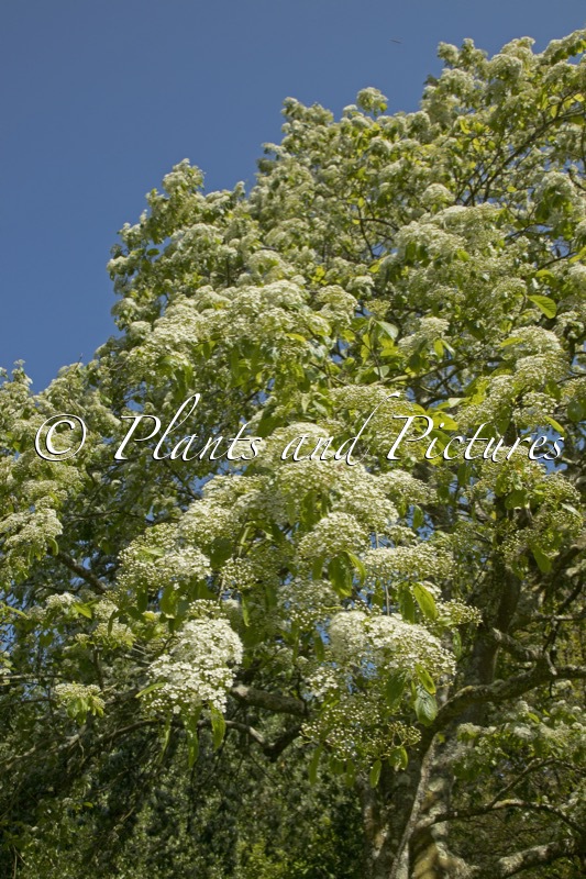 Photinia beauverdiana var. notabilis