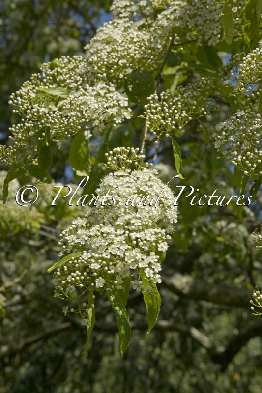 Photinia beauverdiana var. notabilis