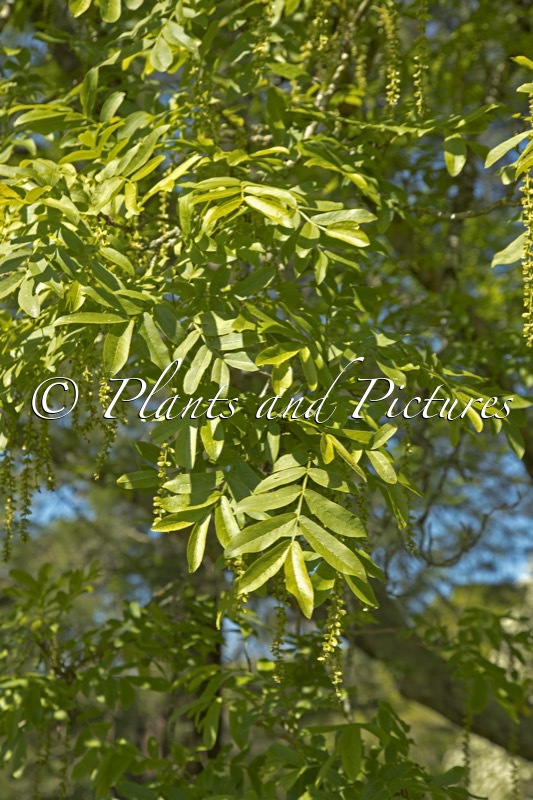 Pterocarya stenoptera