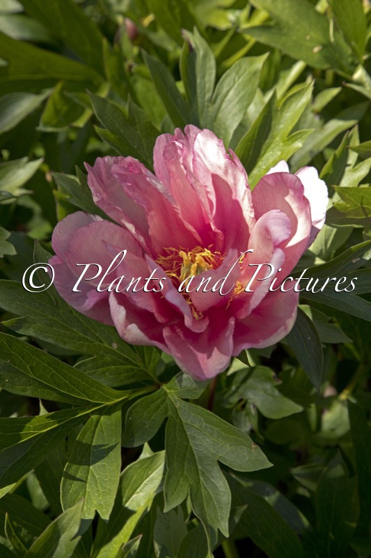 Paeonia ‘Magical Mystery Tour’