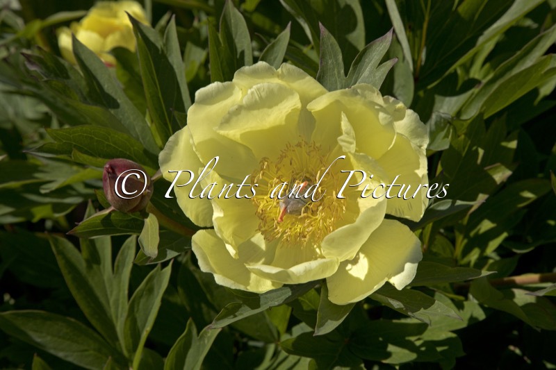 Paeonia ‘Singing in the Rain’