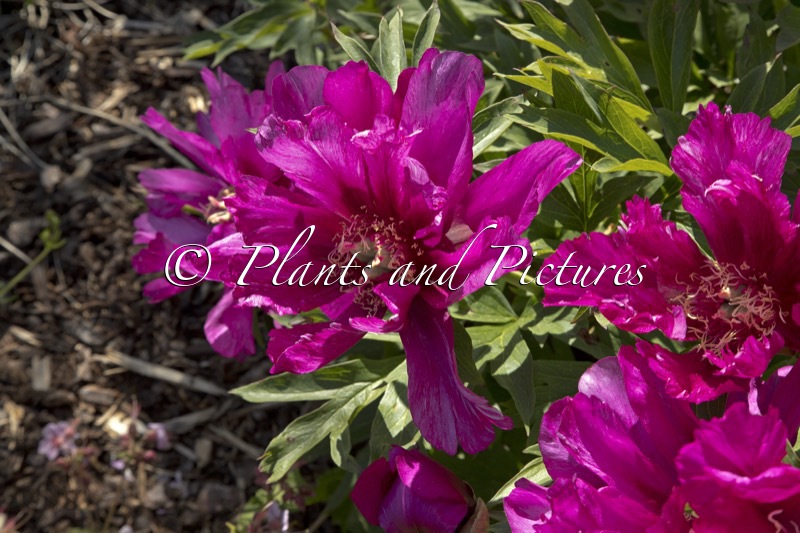 Paeonia ‘Morning Lilac’