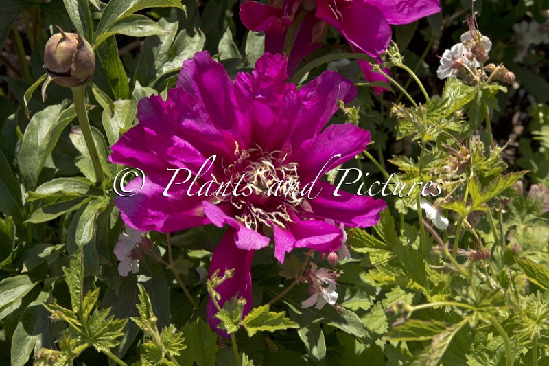 Paeonia ‘Morning Lilac’