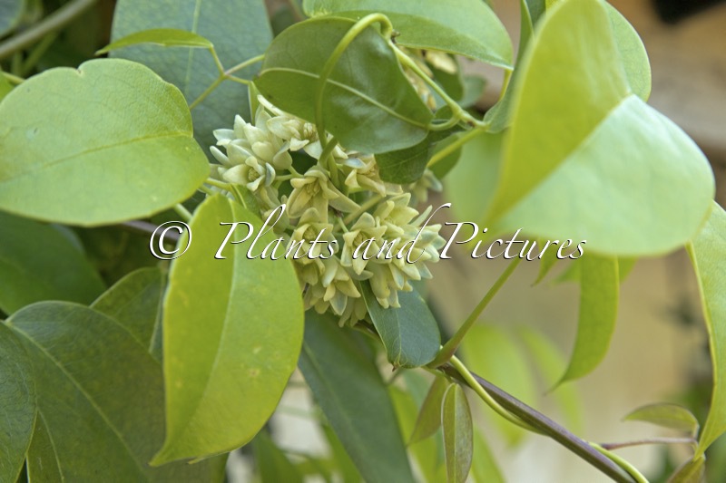 Stauntonia hexaphylla