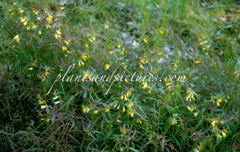 Melampyrum pratense