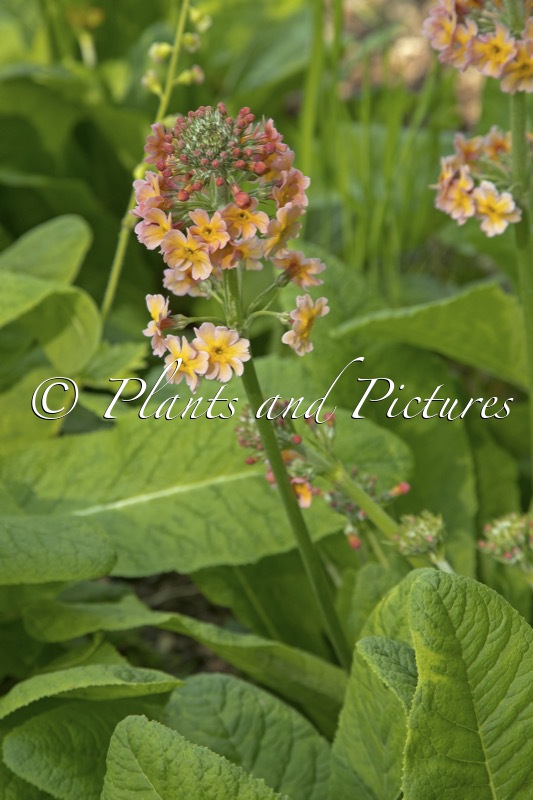 Primula Inshriach Hybrids