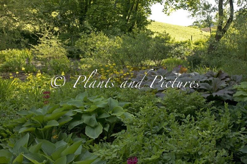 Marwood Hill Gardens