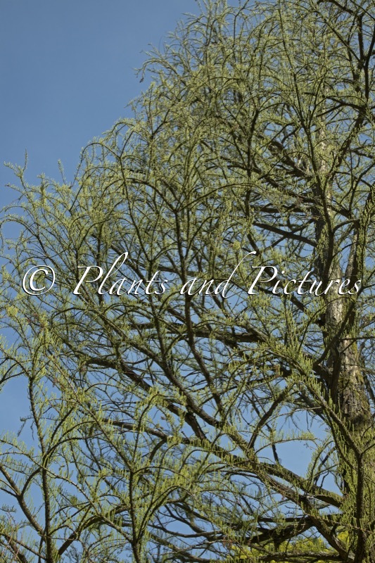 Taxodium distichum var. imbricatum