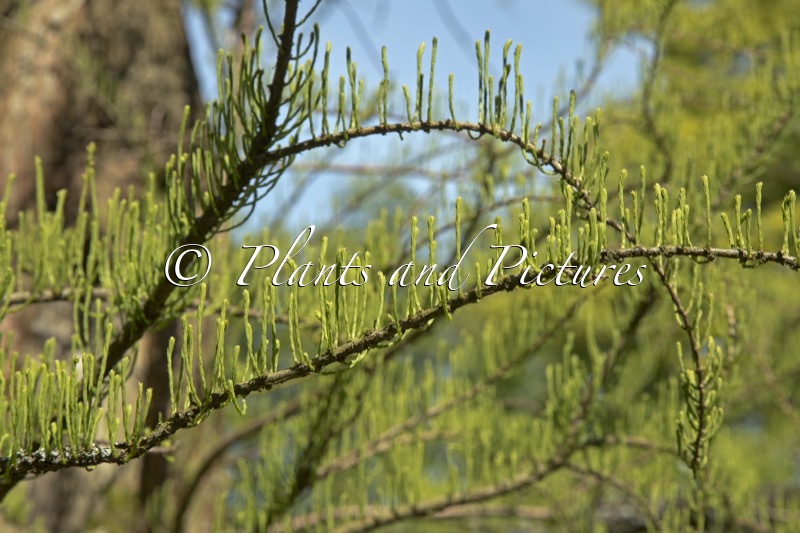 Taxodium distichum var. imbricatum