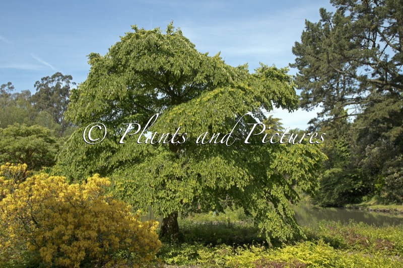 Cercidiphyllum japonicum