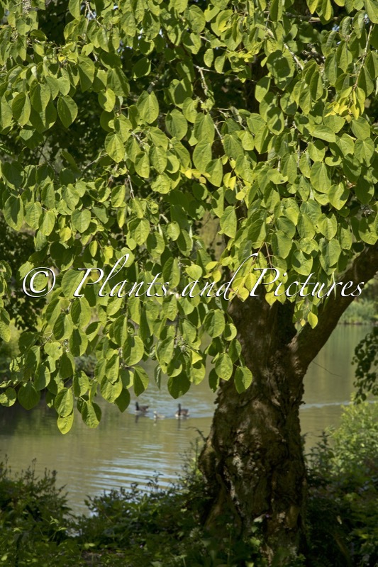 Cercidiphyllum japonicum