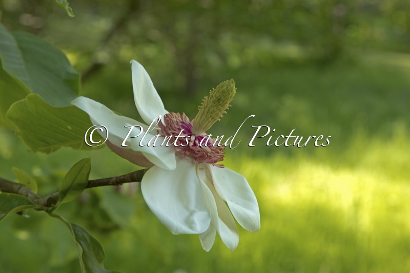 Magnolia wieseneri