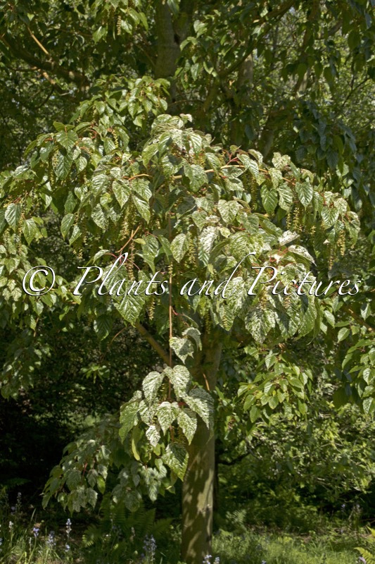 Acer conspicuum ‘Silver Cardinal’