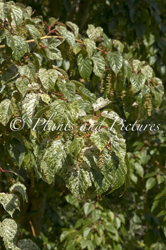Acer conspicuum ‘Silver Cardinal’