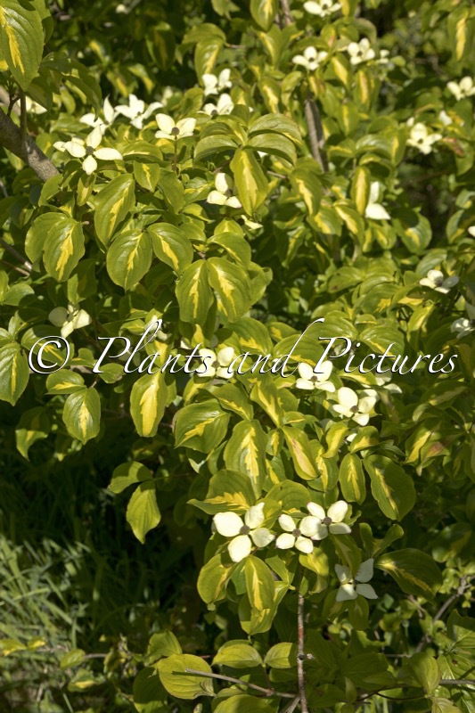 Cornus kousa ‘Gold Star’