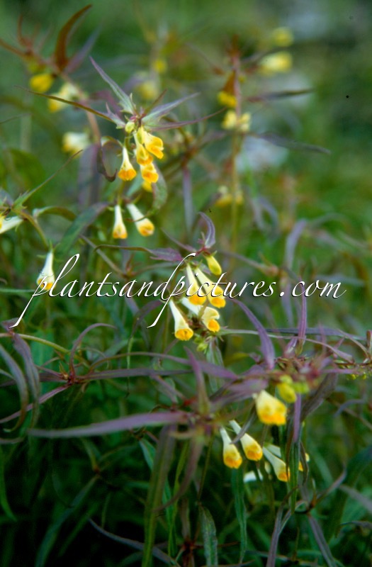 Melampyrum pratense