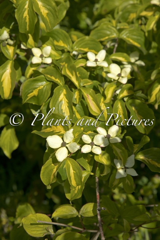 Cornus kousa ‘Gold Star’