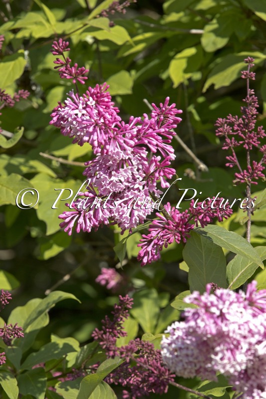 Syringa ‘Minuet’