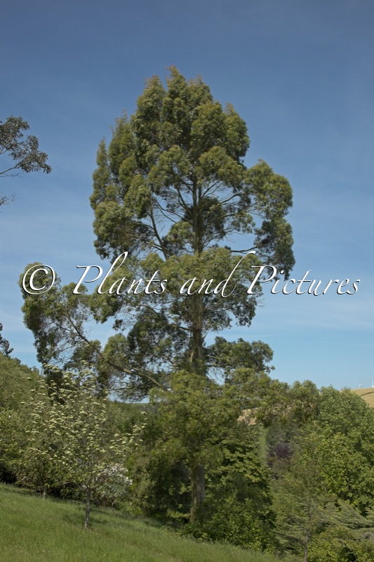 Eucalyptus vernicosa subsp. johnstonii