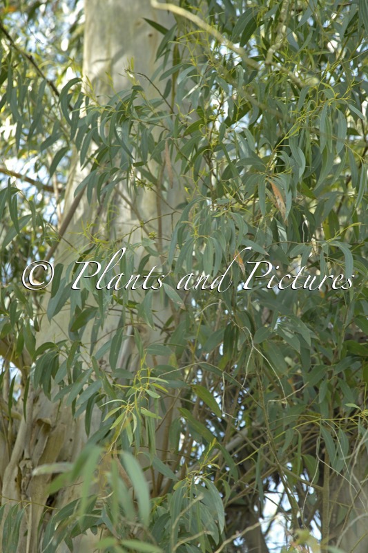 Eucalyptus nitida
