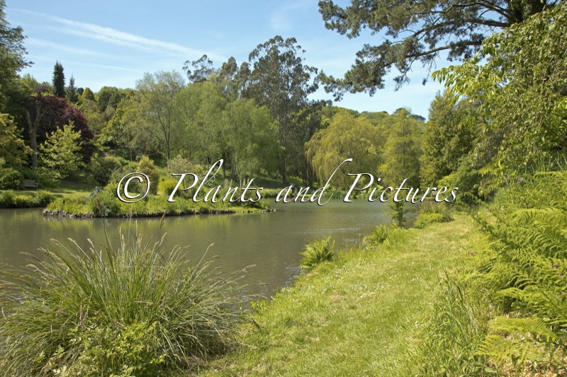 Marwood Hill Gardens