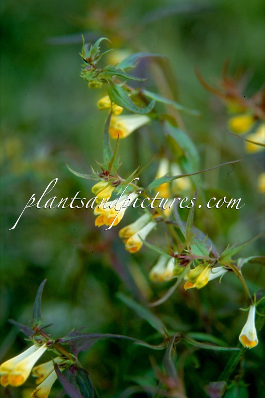 Melampyrum pratense