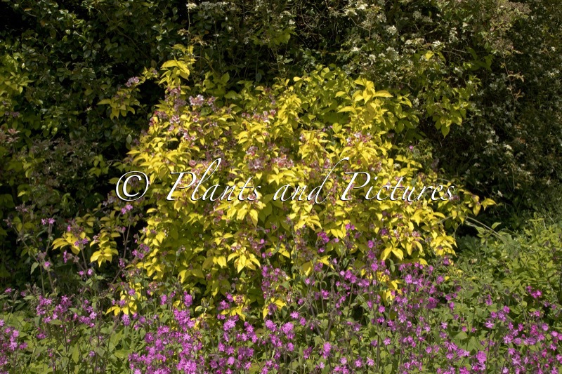 Weigela ‘Looymansii Aurea’