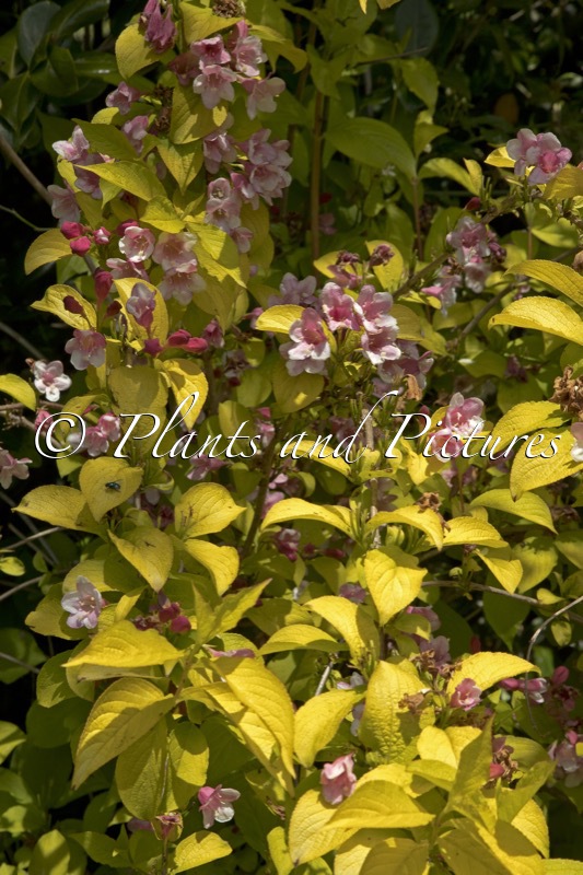 Weigela ‘Looymansii Aurea’