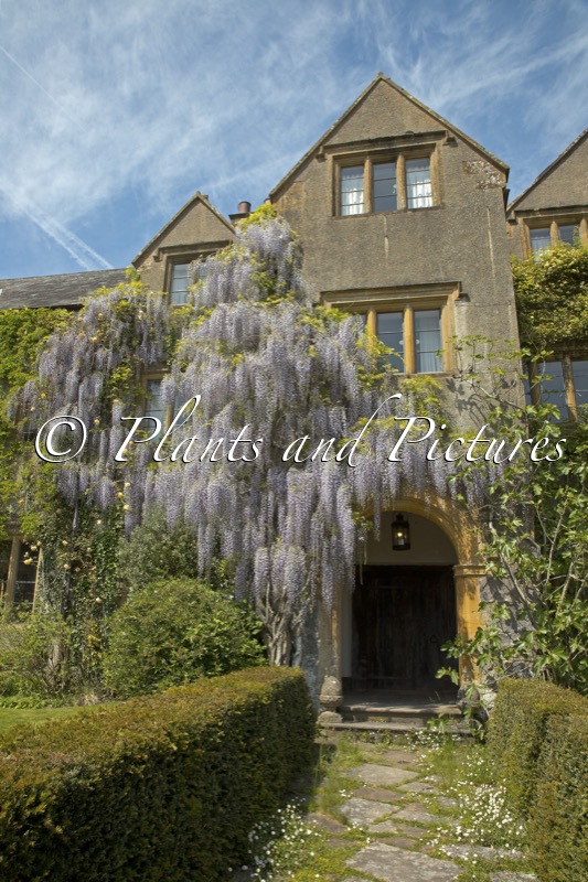 Wisteria floribunda ‘Burford’