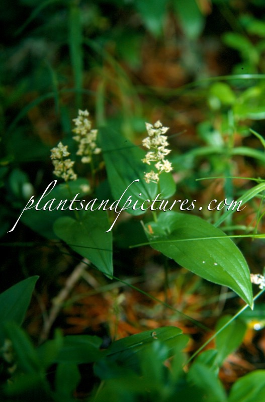 Maianthemum bifolium