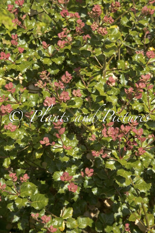 Quercus aquifolioides plants & pictures